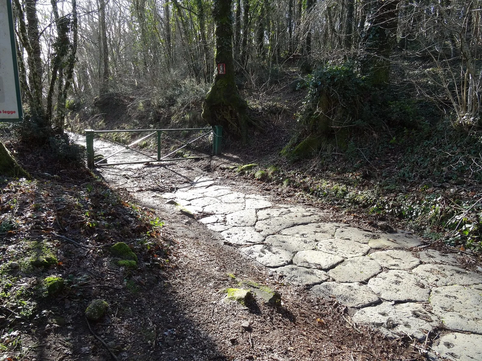 Il basolato in pietra lavica della Via Sacra che sale nel bosco verso Monte Cavo